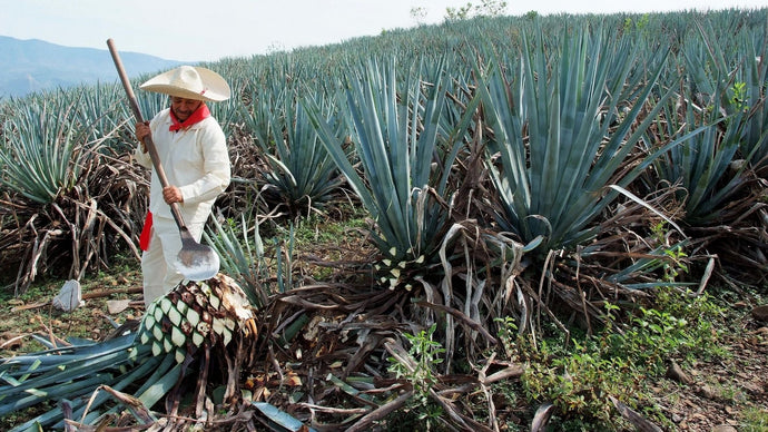 What is Agave and How is it Transformed into Tequila?